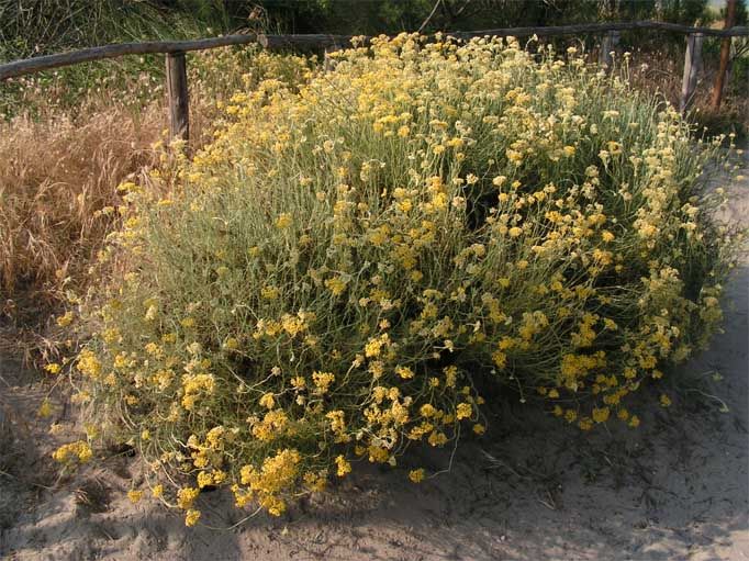 File:Helichrysum italicum.jpg