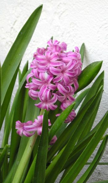 File:HyacinthPink.jpg