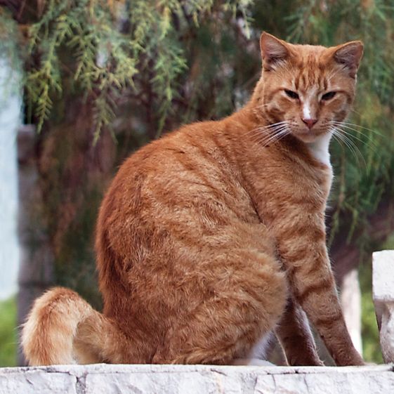 File:Hydra Oikonomou cat (2014; cropped 2023).jpg