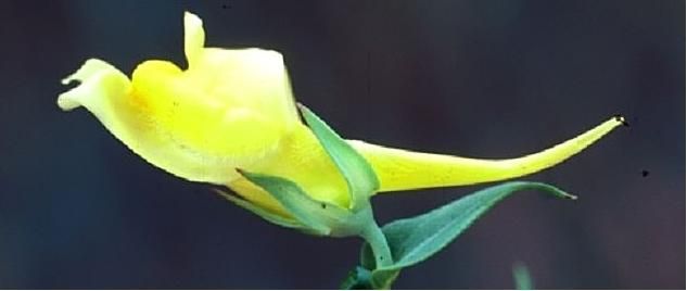 File:Linaria spur.jpg