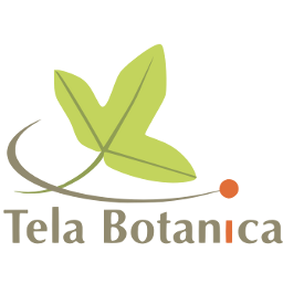 File:Logo Tela.png