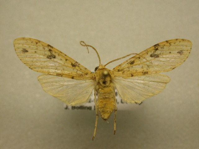 File:Lophocampa modesta.jpg