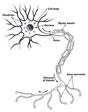 File:Nerve.nida.jpg