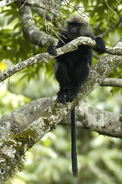 File:Nilgiri langur.jpg