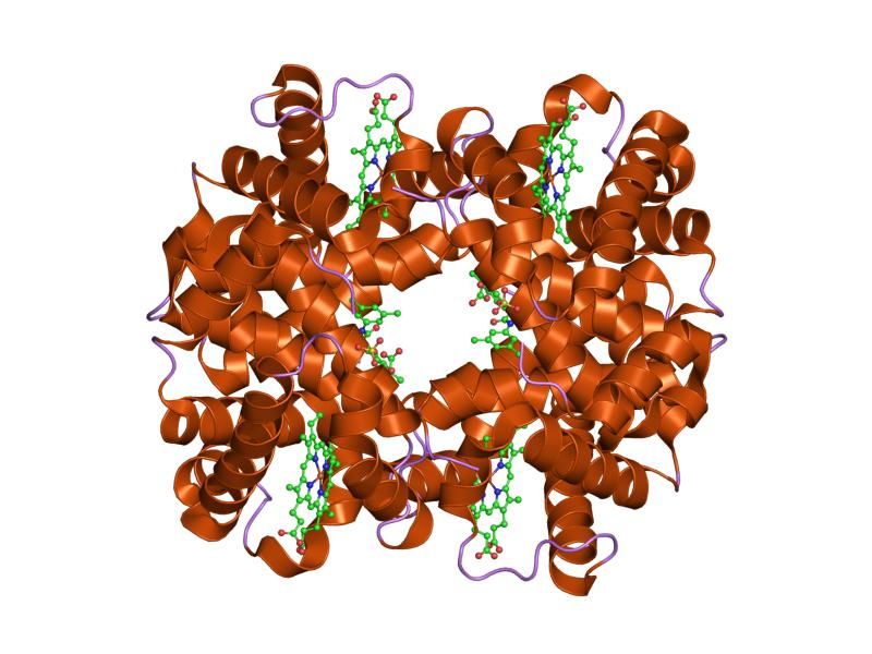 File:PDB 1g9v EBI.jpg