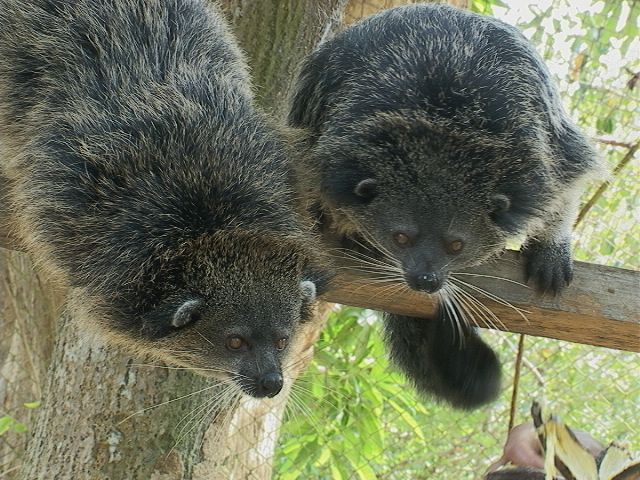 File:Palawan bearcat.jpg