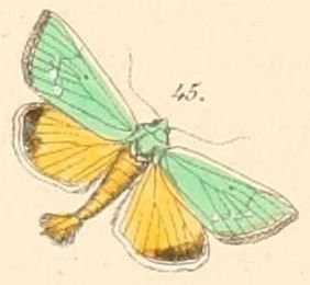 File:Pl.108-45-Thalpochares aerugo (=Adisura aerugo).JPG