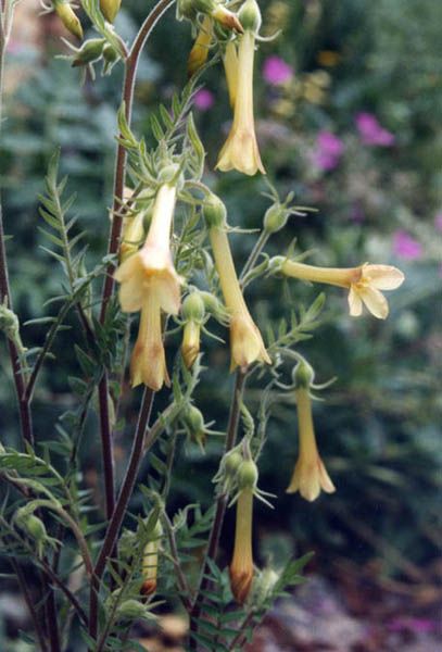 File:Polemonium pauciflorum 1.jpg