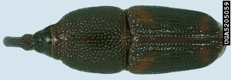 File:Rice weevil top view.JPG