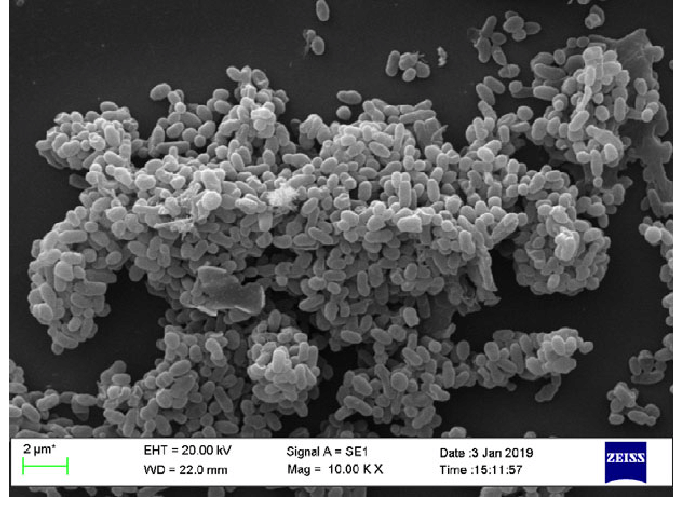 File:Scanning electronic micrograph of Akkermansia muciniphila.png