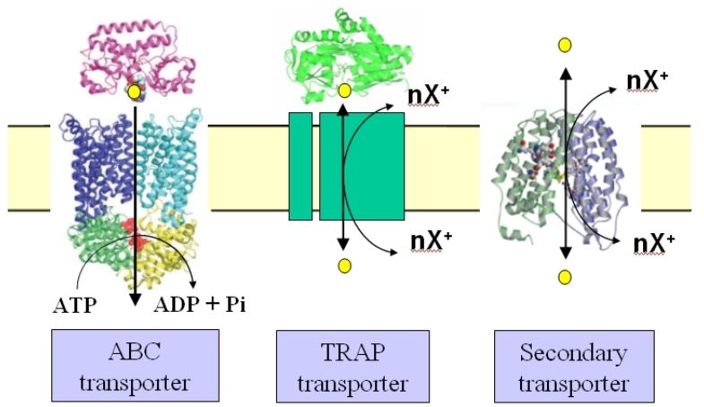 File:TRAPcomparison.jpg