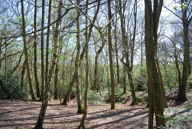 File:Threehalfpenny Wood - geograph.org.uk - 2427556.jpg