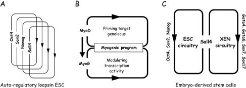 File:Transcription programs in stem cells..jpg