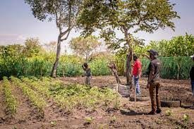 File:Tree Plantation in Imvepi Refugee Settlement.jpg