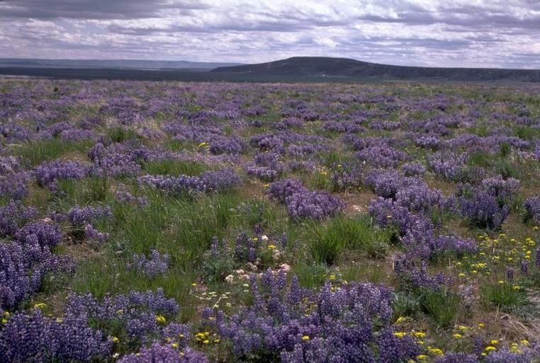 File:Wright's Point near Burns, Oregon.jpg