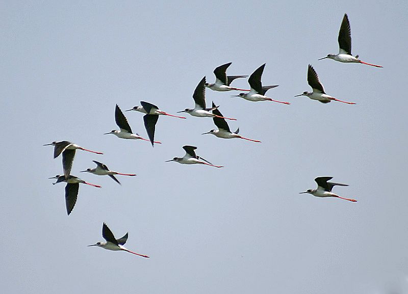 File:Black winged Stilt I- Kolkata IMG 0400.jpg