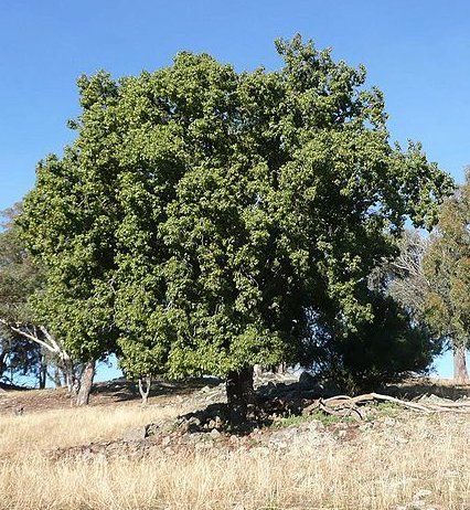 File:Brachychiton populneus tree.jpg