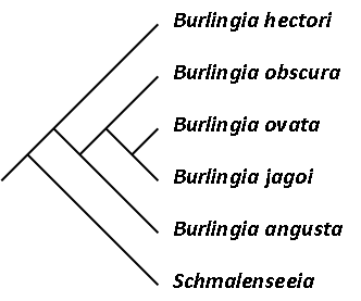 File:Cladogram Burlingia.png