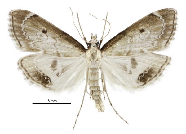 File:Clepsicosma iridia male.jpg