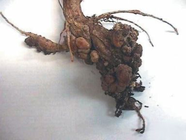 File:Club root of crucifers symptoms.jpg