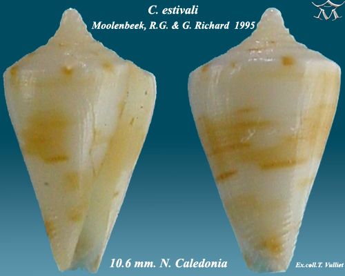 File:Conus estivali 2.jpg