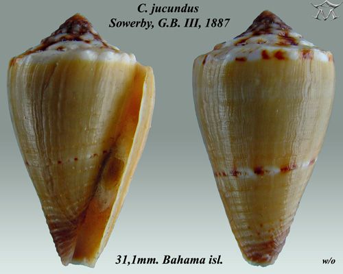 File:Conus jucundus 1.jpg