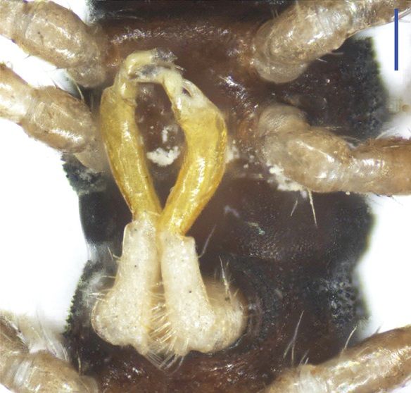 File:Desmoxytes lingulata gonopods.jpg