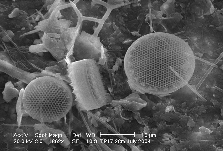 File:Diatoms-HCMR.jpg