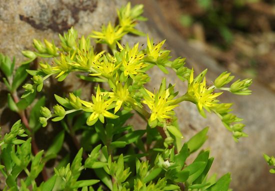 File:Dolnamul (stringy stonecrop) (Sedum sarmentosum) flower.jpg