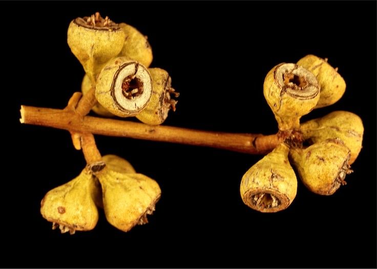 File:Eucalyptus jutsonii fruit.jpg