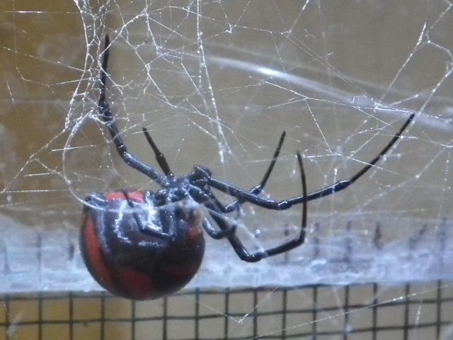 File:Latrodectus corallinus.JPG