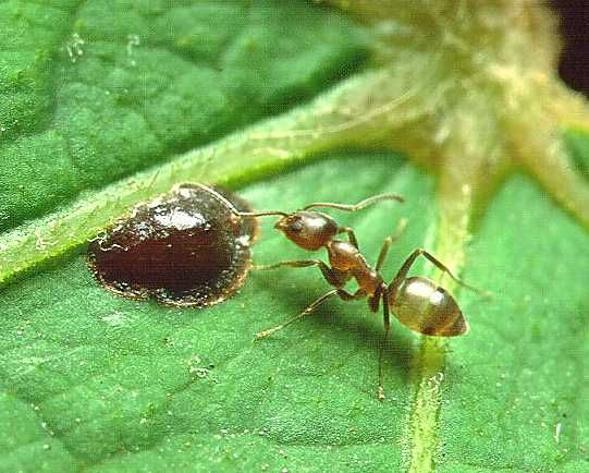 File:Linepithema Argentine ant.jpg