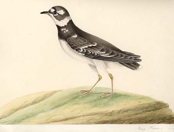 File:MaryBattersbyRingPlover.jpg