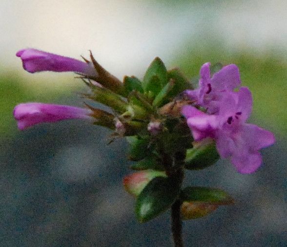 File:Micromeria glomerata detail flowers.jpg