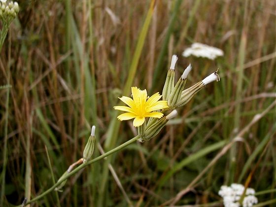 File:Nipplewort.jpg