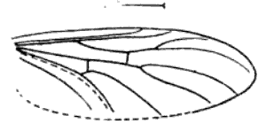 File:Plecia avus Handlirsch 1910 Fig22 cropped.png