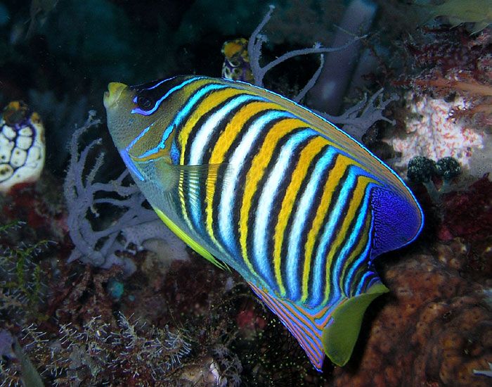 File:Regal angelfish.jpg