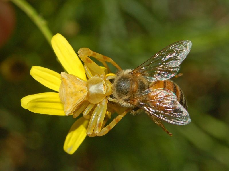 File:Thomisidae - Thomisus onustus-2.JPG