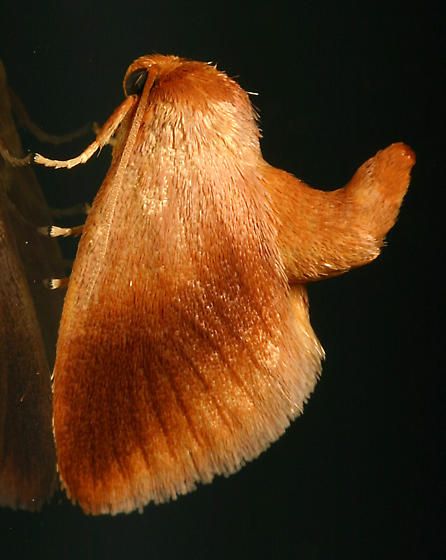 File:Tortricidia testacea.jpg