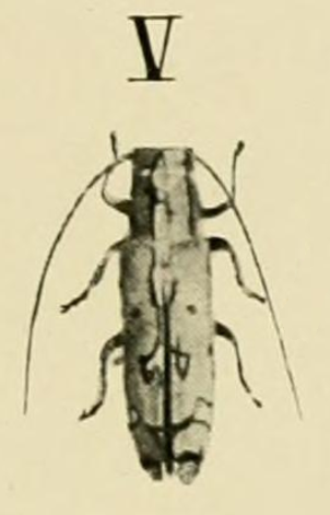 File:Tragiscoschema nigroscriptum Kolbe 1900.png