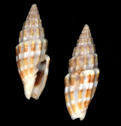 File:Vexillum fidicula 001.jpg