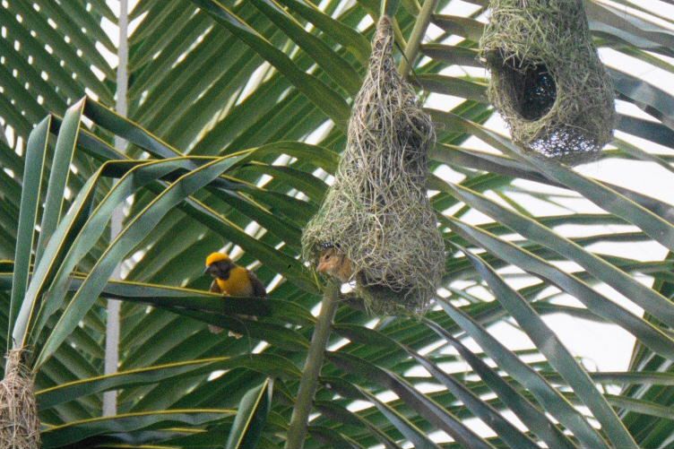 File:Weaver bird nest.jpg