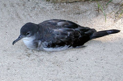 File:Wedge tailed shearwater2.jpg