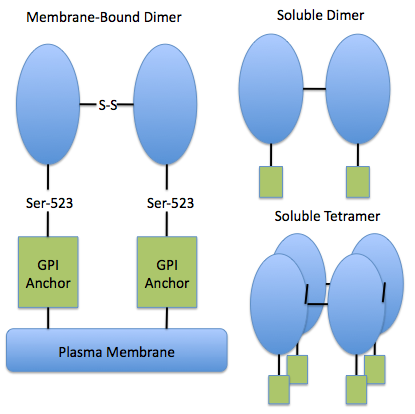 File:5'nucleotidase membrane-bound and soluble form schematic.png