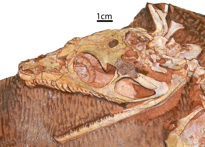 File:Aerosaurus skull.jpg