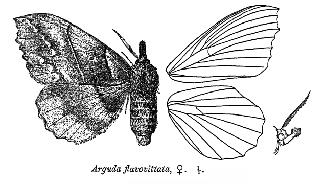 File:ArgudaFlavovittata.png