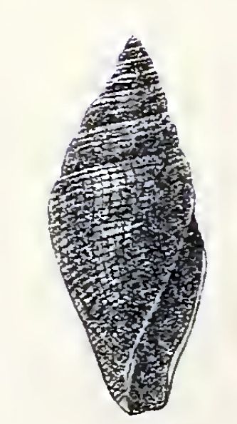 File:Benthofascis atractoides 001.jpg