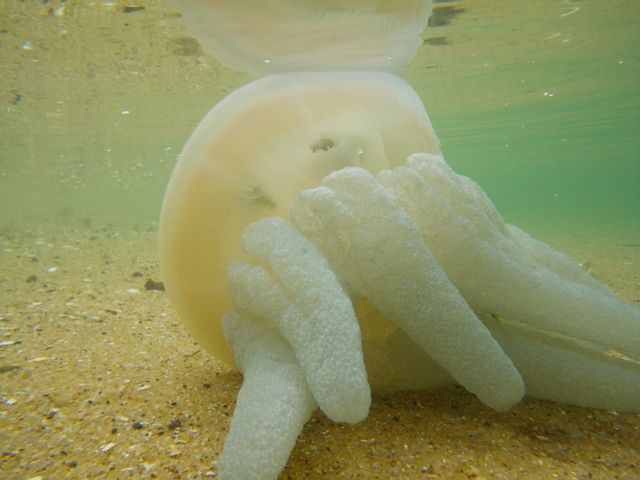 File:Blue Blubber Jellyfish IMGP2092.JPG