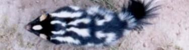 File:CHIS sri spotted skunk 375px.jpg