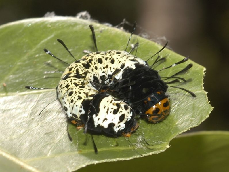 File:Chrysiridia rhipheus larva.jpg